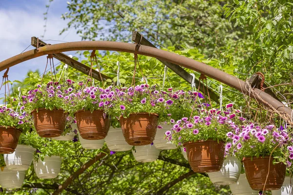 Sierbloempot Hangend Achtertuin Een Zonnige Zomerdag — Stockfoto