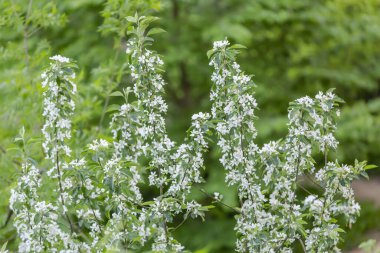 İlkbahar bahçesinde çiçek açan beyaz çiçekli elma ağacı dalları