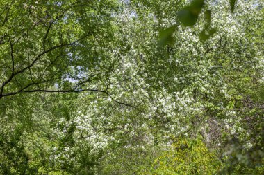 İlkbahar bahçesinde çiçek açan beyaz çiçekli elma ağacı dalları
