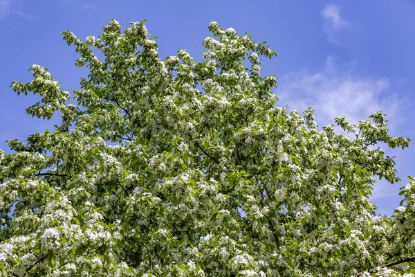 Almaágak Festői Virágzó Fehér Virágokkal Tavaszi Kertben — Stock Fotó
