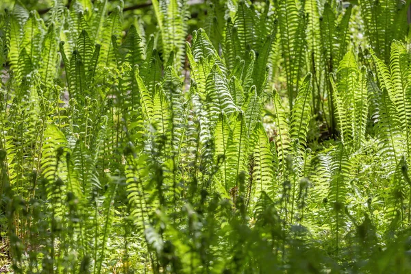 Λαμπερή Πράσινη Φτέρη Polypodiophyta Φυτό Χωρίς Άνθη Που Έχει Φτερωτά — Φωτογραφία Αρχείου