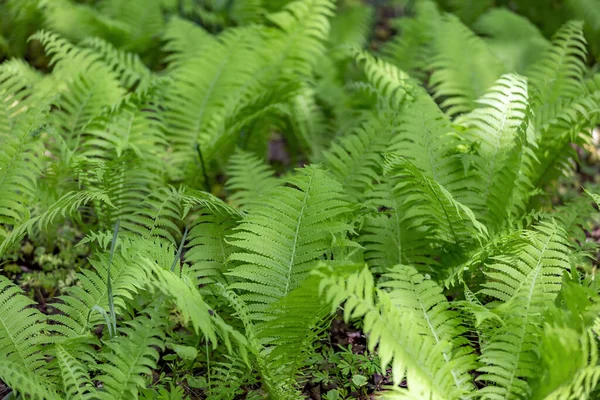 Felce Verde Brillante Polypodiophyta Pianta Senza Fiore Che Presenta Fronde — Foto Stock