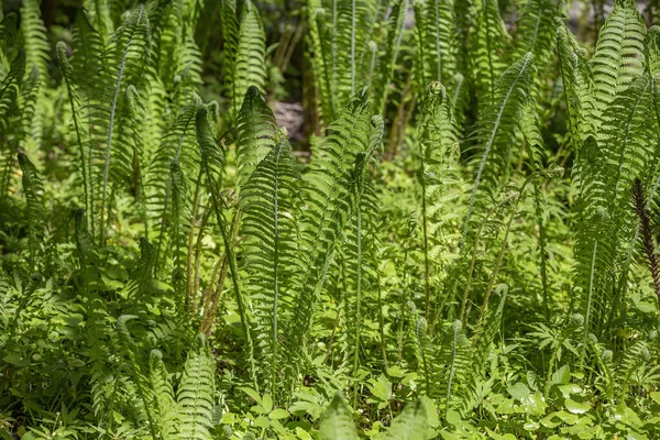 Λαμπερή Πράσινη Φτέρη Polypodiophyta Φυτό Χωρίς Άνθη Που Έχει Φτερωτά — Φωτογραφία Αρχείου