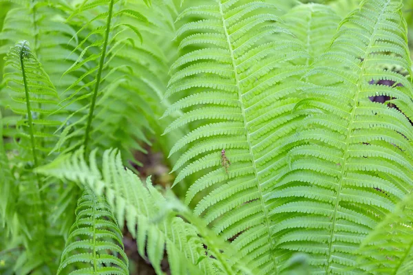 Ярко Зеленый Папоротник Polypodiophyta Цветущее Растение Которое Имеет Пернатую Листовую — стоковое фото