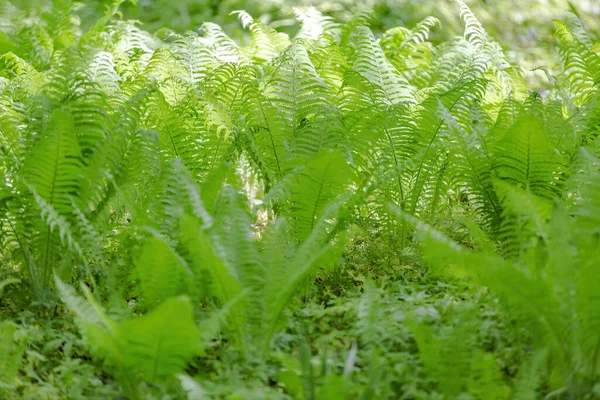 明るい緑色のシダのポリポジオフィータ 花のない植物で 羽や葉の縁があり 葉の裏から出た胞子によって再現されています — ストック写真