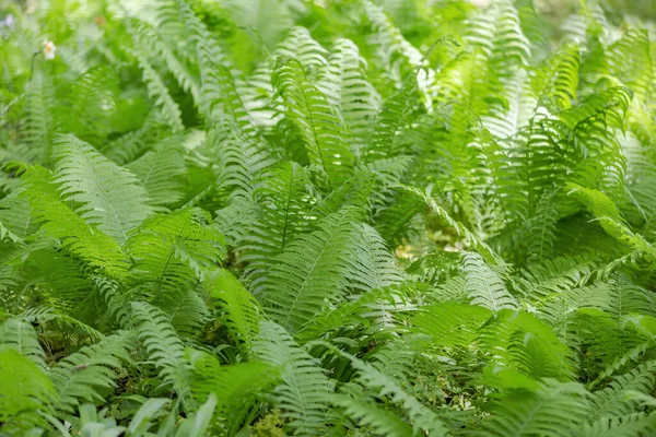 Felce Verde Brillante Polypodiophyta Pianta Senza Fiore Che Presenta Fronde — Foto Stock