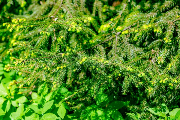 Flauschig Strukturierte Blätter Des Immergrünen Nadelbaums — Stockfoto