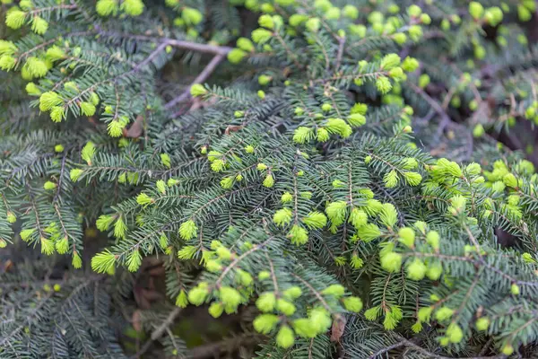 Fluffy Textured Leaves Evergreen Coniferous Tree — Stock Photo, Image