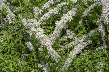 Spiraea. Rosaceae ailesinin yaprak döken süslemeleri. Çiçek açarken dallardaki beyaz çiçekler