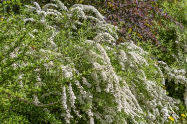 Spiraea. Rosaceae ailesinin yaprak döken süslemeleri. Çiçek açarken dallardaki beyaz çiçekler
