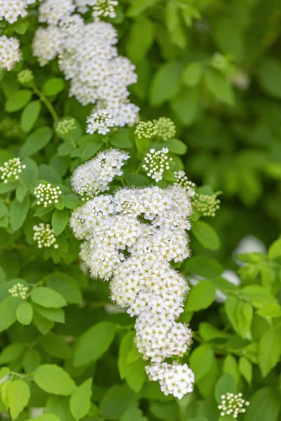 Spiraea Opadavé Okrasné Keře Čeledi Rosaceae Bílé Květy Větvích Během — Stock fotografie