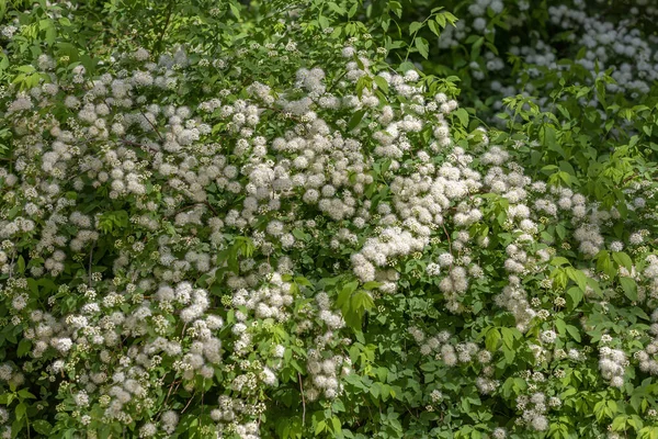 スパイレーア バラ科の落葉性観賞用低木 開花中の枝に白い花 — ストック写真