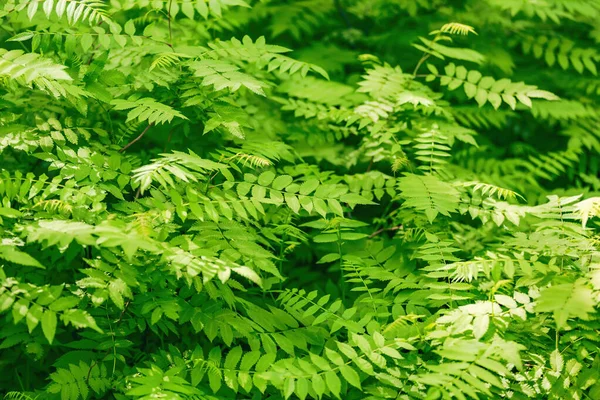 Luminoso Cespuglio Verde Con Belle Foglie Rigogliose Cresce Parco Primaverile — Foto Stock