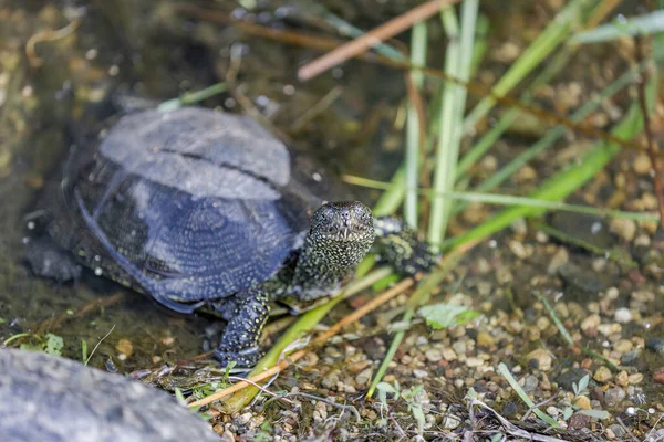 Kleine Wasserschildkröte Ufer Eines Teiches Einem Sonnigen Tag — Stockfoto