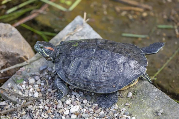 Güneşli Bir Günde Göletin Kıyısında Küçük Kaplumbağası — Stok fotoğraf