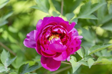 Şakayık. Paeoniaceae ailesinin güzel açan parlak yaz çiçeği.