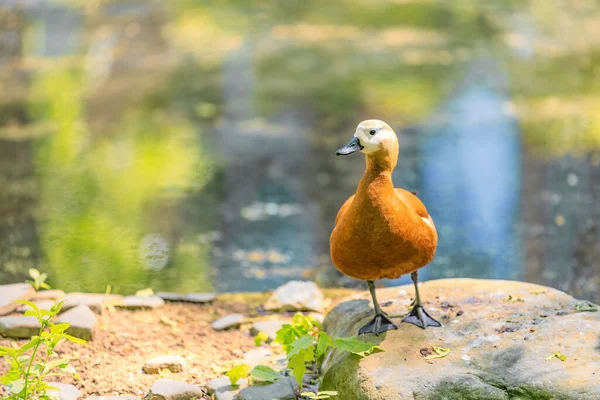 Pato Fêmea Adulto Marrom Branco Junto Lagoa Parque Cidade — Fotografia de Stock