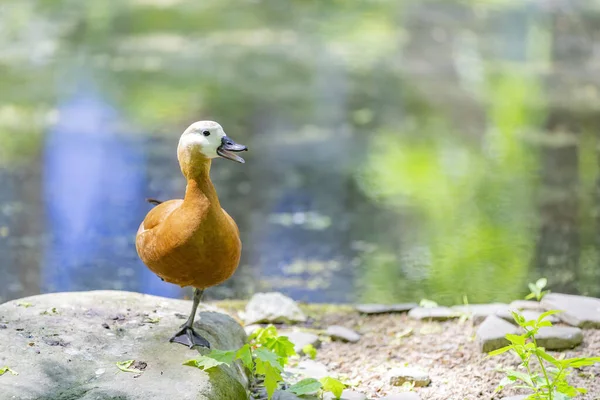 Pato Hembra Adulto Color Marrón Junto Estanque Parque Ciudad —  Fotos de Stock