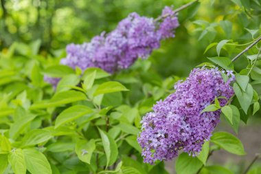 Yeşil yapraklı leylak çalılar ve çiçek açan çiçekler.