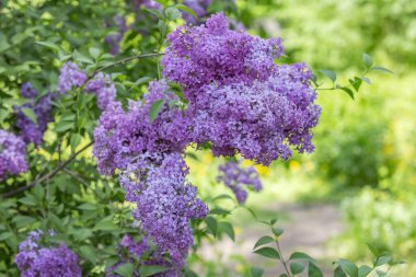 Yeşil yapraklı leylak çalılar ve çiçek açan çiçekler.