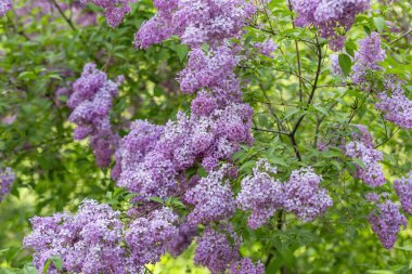 Yeşil yapraklı leylak çalılar ve çiçek açan çiçekler.