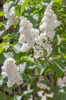 Yeşil yapraklı leylak çalılar ve çiçek açan çiçekler.