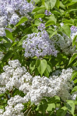 Yeşil yapraklı leylak çalılar ve çiçek açan çiçekler.