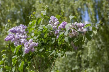 Yeşil yapraklı leylak çalılar ve çiçek açan çiçekler.