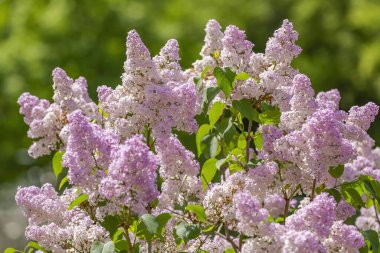 Yeşil yapraklı leylak çalılar ve çiçek açan çiçekler.