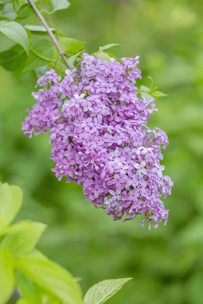 Ramas Arbusto Lila Con Hojas Verdes Flores Flor Brillante — Foto de Stock