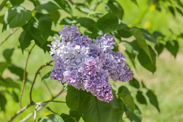 Ramas Arbusto Lila Con Hojas Verdes Flores Flor Brillante — Foto de Stock