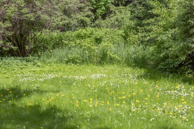 Şehir yaz parkının dinlenme bölgesinde yeşil çimenler.