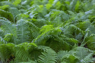 Parlak yeşil eğreltiotu Polypodiophyta. Tüylü veya yapraklı yapraklı yaprakları olan ve yaprakların altından salınan sporlarla çoğalan çiçeksiz bir bitki.