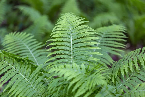 Samambaia Verde Brilhante Polypodiophyta Planta Sem Flor Com Frondes Penas — Fotografia de Stock