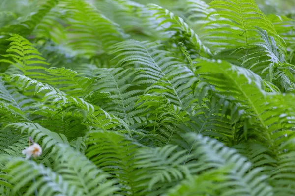 Ярко Зеленый Папоротник Polypodiophyta Цветущее Растение Которое Имеет Пернатую Листовую — стоковое фото