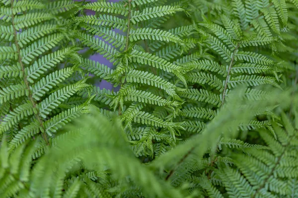 Samambaia Verde Brilhante Polypodiophyta Planta Sem Flor Com Frondes Penas — Fotografia de Stock