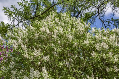 Yeşil yapraklı leylak çalılar ve çiçek açan çiçekler.