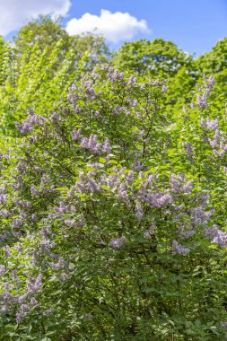 Yeşil yapraklı leylak çalılar ve çiçek açan çiçekler.