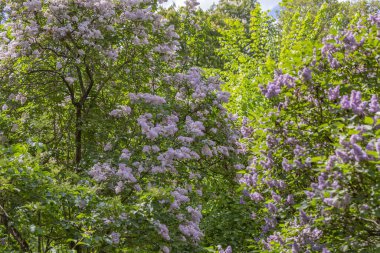 Yeşil yapraklı leylak çalılar ve çiçek açan çiçekler.