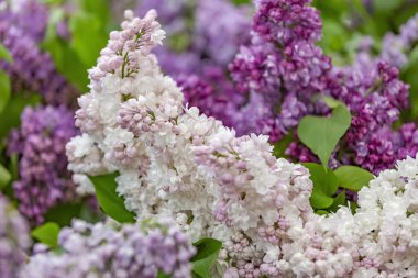 Yeşil yapraklı leylak çalılar ve çiçek açan çiçekler.