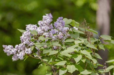 Yeşil yapraklı leylak çalılar ve çiçek açan çiçekler.