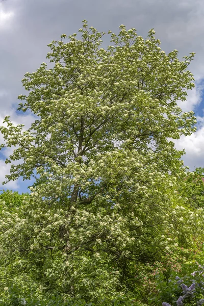 Lila Bokor Ágak Zöld Levelek Világos Virágzó Virágok — Stock Fotó