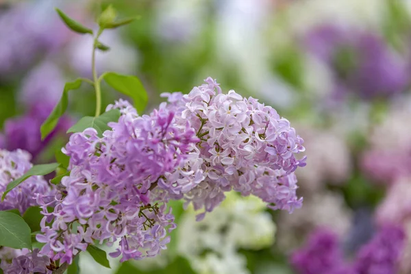 Ramas Arbusto Lila Con Hojas Verdes Flores Flor Brillante — Foto de Stock