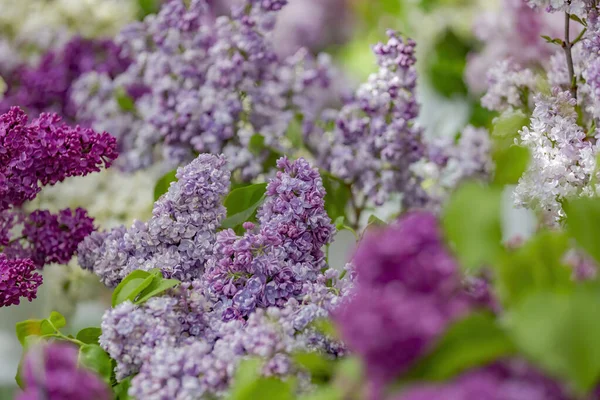 Lilac Bush Branches Green Leaves Bright Blossoming Flowers — Stock Photo, Image