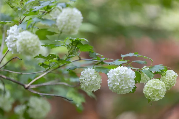 Viburnum Dřevitá Kvetoucí Rostlina Čeledi Adoxaceae Jarní Kvetení Parku — Stock fotografie