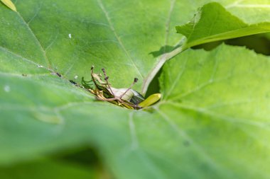 Burdock yaprağı. Asteraceae familyasından iki yıllık bir bitki cinsi. Gündüz vakti parlak, sulu yaprak