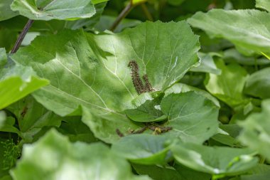 Burdock yaprağı. Asteraceae familyasından iki yıllık bir bitki cinsi. Gündüz vakti parlak, sulu yaprak