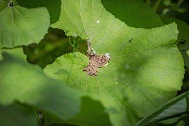 Burdock yaprağı. Asteraceae familyasından iki yıllık bir bitki cinsi. Gündüz vakti parlak, sulu yaprak