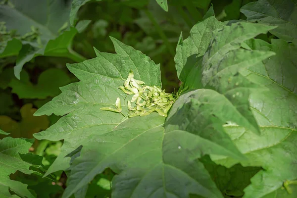 Burdock Yaprağı Asteraceae Familyasından Iki Yıllık Bir Bitki Cinsi Gündüz — Stok fotoğraf