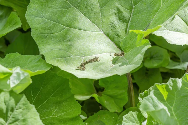 Burdock yaprağı. Asteraceae familyasından iki yıllık bir bitki cinsi. Gündüz vakti parlak, sulu yaprak